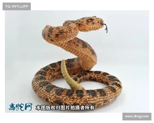 新的干旱响尾蛇移动间谍攻击分析 媒体 新的干旱响尾蛇移动间谍攻击分析 媒体